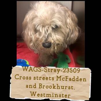 WAGS-Stray-23509 -  Poodle Dog for Adoption in Westminster, California - WAGS-Stray-23509 | PetCurious