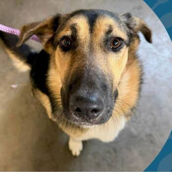 German Shepherd Dog Dogs Available for Adoption - Rainey | PetCurious
