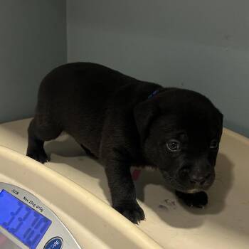 Mixed Breed Dogs Available for Adoption in Chattanooga, Tennessee - Nico Robin | PetCurious