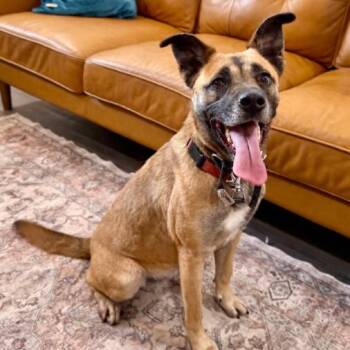 Summer Smiles the Sunshine Girl -  German Shepherd Dog and Black Mouth Cur Dog for Adoption in Friendswood, Texas - Summer Smiles The Sunshine Girl | PetCurious