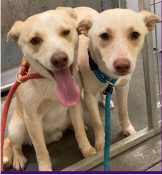 Rescue Yellow Labrador Retriever Dogs for Adoption in North Arlington, New Jersey - Plum | PetCurious
