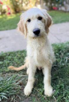 Goldendoodle and Golden Retriever Dogs Available for Adoption in Yuba City, California - Butter | PetCurious