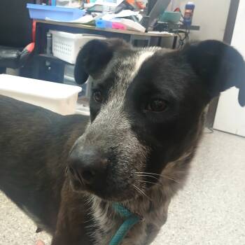 Rescue Australian Cattle Dog Blue Heeler and Mixed Breed Dogs for Adoption in Detroit Lakes, Minnesota - Cola | PetCurious