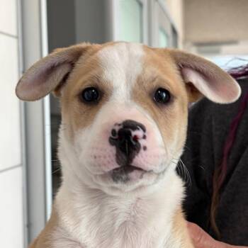 Mixed Breed Dogs Available for Adoption in Middletown, Rhode Island - Gwen | PetCurious