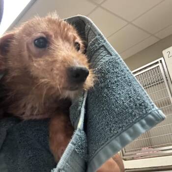 Coco -  Terrier Dog for Adoption in Bristol, Indiana - Coco | PetCurious