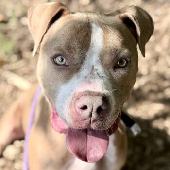 Rescue Terrier Dogs for Adoption in Chattanooga, Tennessee - Nacho | PetCurious