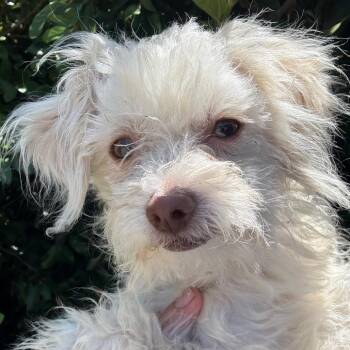 Poodle Dogs Available for Adoption in Goleta, California - Blueberry | PetCurious