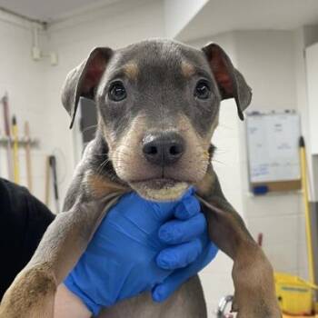 Teddy -  Rat Terrier and Mixed Breed Dog for Adoption in Indianapolis, Indiana - Teddy | PetCurious