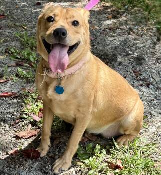 Reese -  Labrador Retriever Dog for Adoption in Sparta, North Carolina - Reese | PetCurious