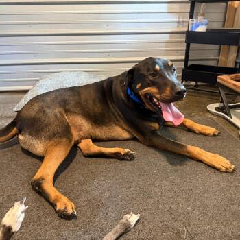 Neo -  Rottweiler and Mixed Breed Dog for Adoption in Williston, Florida - Neo | PetCurious