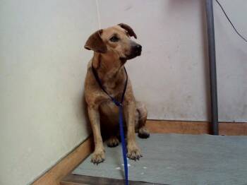 JAZZERCISE -  Labrador Retriever and Mixed Breed Dog for Adoption in Martinez, California - JAZZERCISE | PetCurious