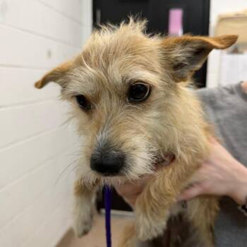 Terrier and Mixed Breed Dogs Available for Adoption in Ardmore, Oklahoma - Tinkerbell | PetCurious