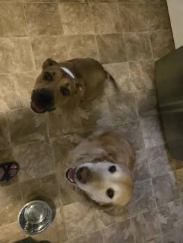 Lovie -  Mixed Breed Dog for Adoption in Wyoming, Michigan - Lovie | PetCurious