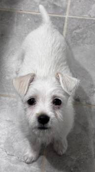 Terrier Dogs Available for Adoption - Linda Bob’s Burgers | PetCurious