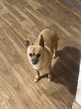 Rescue Chihuahua Dogs for Adoption in Westerville, Ohio - Buddy | PetCurious