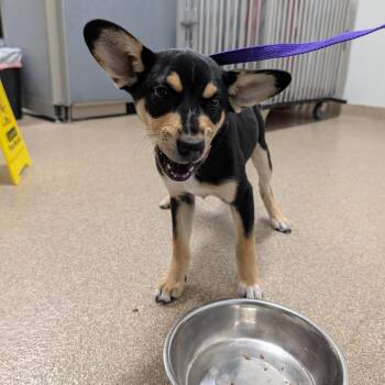 Mixed Breed Dogs Available for Adoption in League City, Texas - Crissy | PetCurious