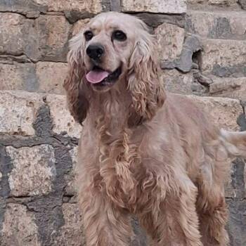 Rescue Mixed Breed and Cocker Spaniel Dogs for Adoption in Berwick, Maine - ZUZU - ARRIVING IN MAINE IN DECEMBER | PetCurious