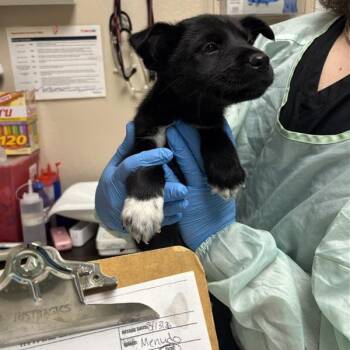 Menudo -  Mixed Breed Dog for Adoption in Tempe, Arizona - Menudo | PetCurious