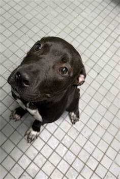 EMBER -  Pit Bull Terrier Dog for Adoption in Killeen, Texas - EMBER | PetCurious