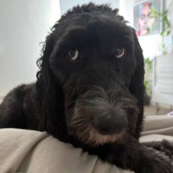 Benjamin -  Standard Poodle and Bernese Mountain Dog Dog for Adoption in Apache Junction, Arizona - Benjamin | PetCurious