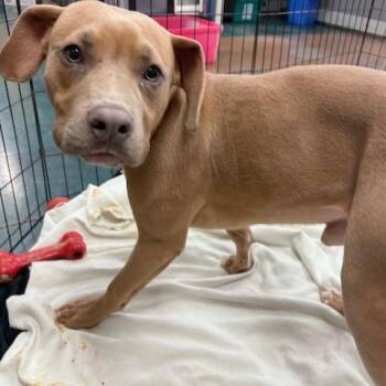 Mixed Breed Dogs Available for Adoption - Rusty | PetCurious