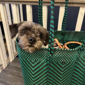 Yorkshire Terrier and Shih Tzu Dogs Available for Adoption in Reston, Virginia - Sweet Skittles | PetCurious