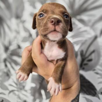 Basset Hound Dogs Available for Adoption in Wahiawa, Hawaii - Vegas | PetCurious