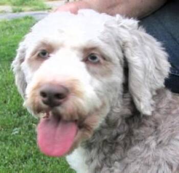 Aussiedoodle Dogs Available for Adoption in Paris, Kentucky - Maple | PetCurious