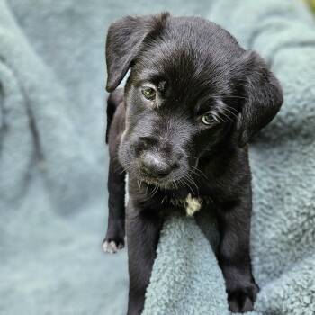Selena Pup Anna -  Mixed Breed Dog for Adoption in Fairfax Station, Virginia - Selena Pup Anna | PetCurious