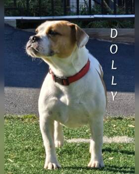 Rescue American Bulldog Dogs for Adoption in Fredericksburg, Virginia - Dolly | PetCurious