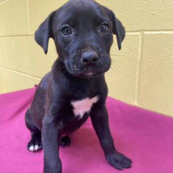 Treble -  Mixed Breed Dog Available for Adoption in Valley, Alabama - Treble | PetCurious