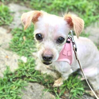 Boy With Luv -  Chihuahua Dog for Adoption in New York, New York - Boy With Luv | PetCurious