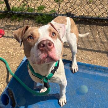 Mixed Breed Dogs Available for Adoption - Kyler | PetCurious