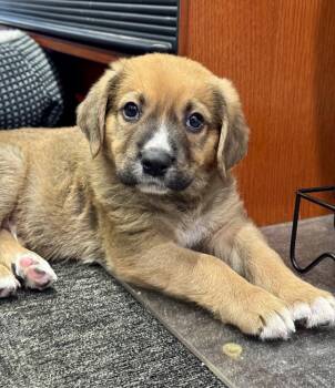 Whitaker -  German Shepherd Dog and Coonhound Dog for Adoption in Greenlawn, New York - Whitaker | PetCurious