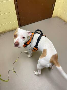 American Staffordshire Terrier Dogs Available for Adoption in Crossville, Tennessee - Angel | PetCurious