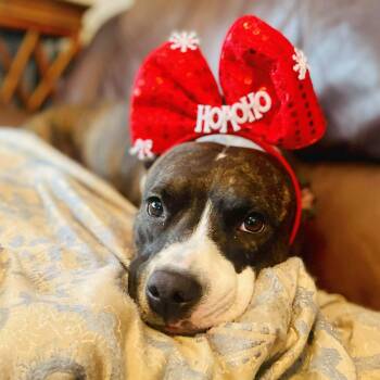 Terrier and Retriever Dogs Available for Adoption - Florentina | PetCurious