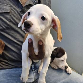 Thackery Binx -  Pit Bull Terrier Dog for Adoption in Las Vegas, Nevada - Thackery Binx | PetCurious