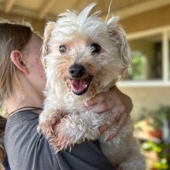 Rescue Poodle Dogs for Adoption in Ramona, California - Shester | PetCurious