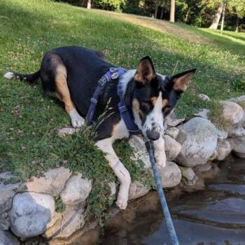 Bessy -  Mixed Breed and Cattle Dog Dog for Adoption in Salt Lake City, Utah - Bessy | PetCurious