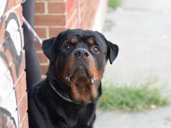 Umi -  Rottweiler Dog for Adoption in Deering, New Hampshire - Umi | PetCurious