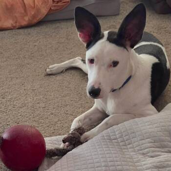 Soren -  Terrier and Ibizan Hound Dog for Adoption in Corpus Christi, Texas - Soren | PetCurious