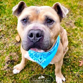 Rescue Mixed Breed Dogs for Adoption in Grayling, Michigan - Major | PetCurious