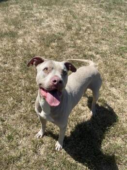 HUGO* -  Pit Bull Terrier Dog for Adoption in Santa Cruz, California - HUGO* | PetCurious