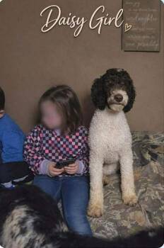Standard Poodle Dogs Available for Adoption - Daisy Girl | PetCurious