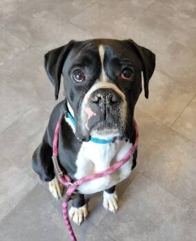 Butters- URGENT -  Boxer Dog for Adoption in Lisbon, Ohio - Butters- URGENT | PetCurious