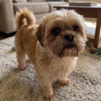Winston -  Shih Tzu Dog for Adoption in Pittsfield, Illinois - Winston | PetCurious