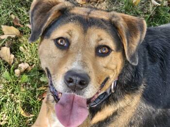 Denver -  Mixed Breed Dog for Adoption in Delphi, Indiana - Denver | PetCurious