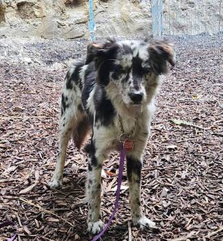 Australian Shepherd Dogs Available for Adoption - Nina | PetCurious