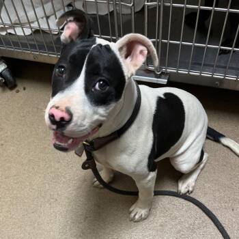 Mixed Breed Dogs Available for Adoption in Chattanooga, Tennessee - Moo Moo | PetCurious