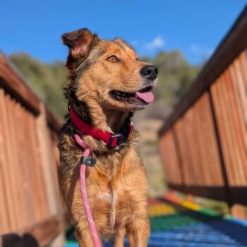 Rescue Mixed Breed Dogs for Adoption in Ridgway, Colorado - Autumn | PetCurious